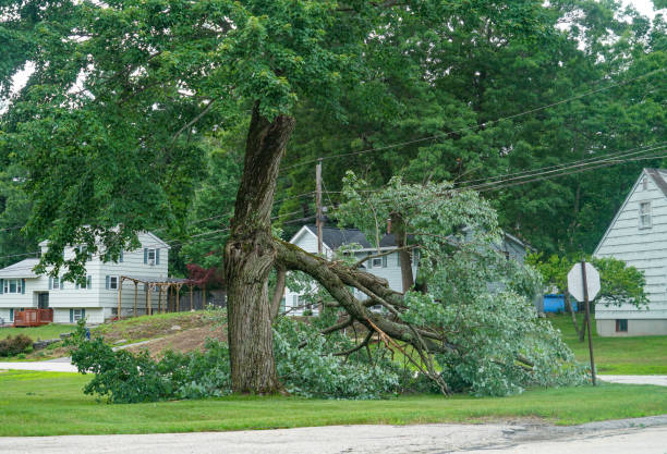 Best Tree Root Removal  in Harlingen, TX